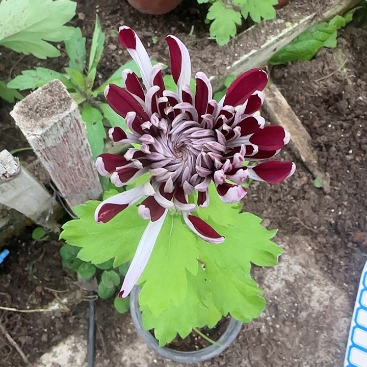 完全开放天门紫岫一物一拍