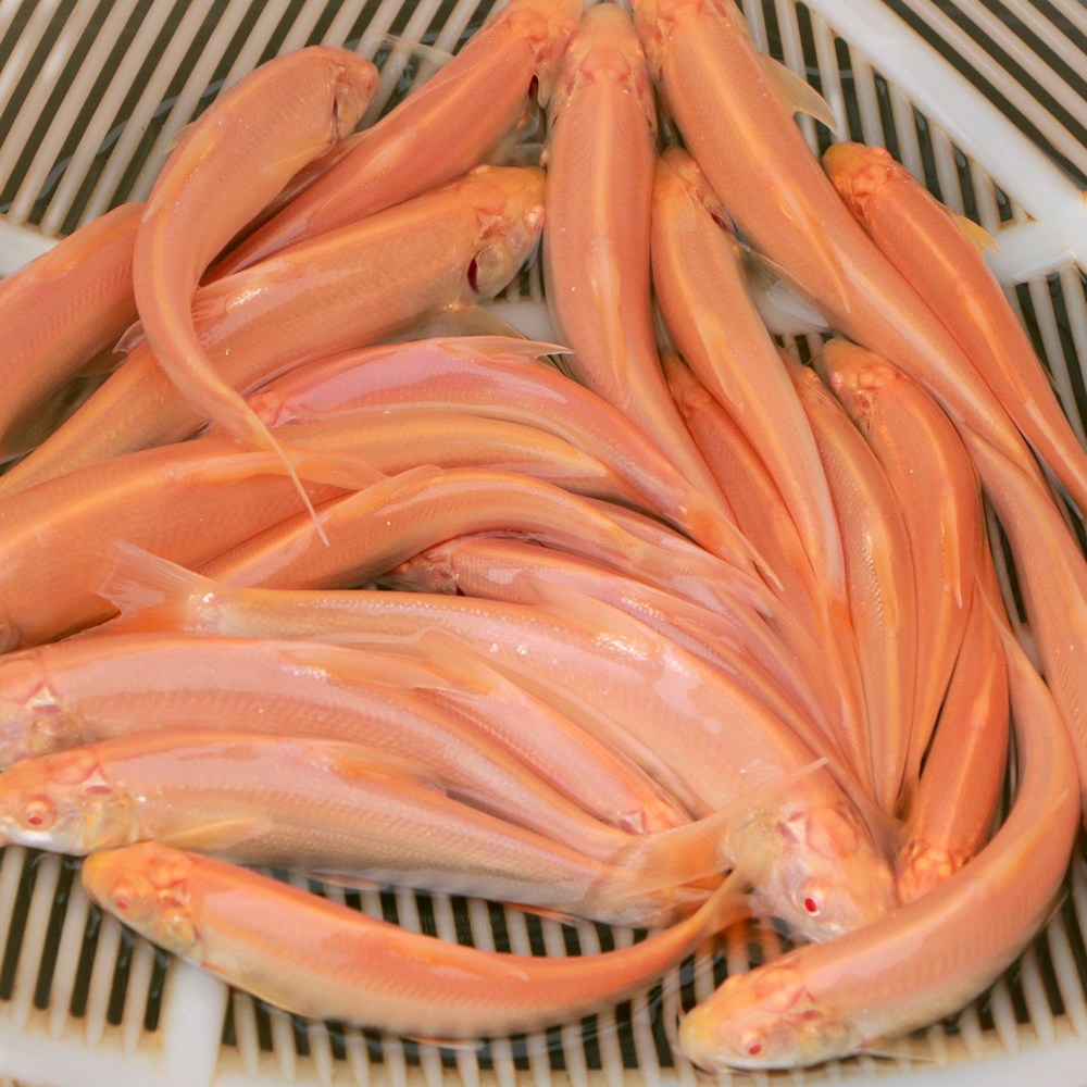 红眼鳕鱼白子招财龙鱼可观赏可食用淡水鱼