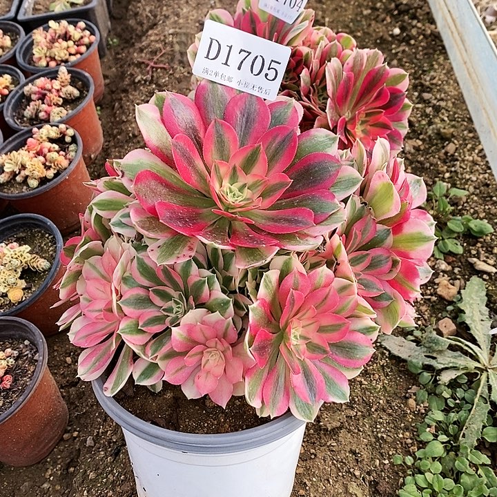 1705粉女巫多肉植物