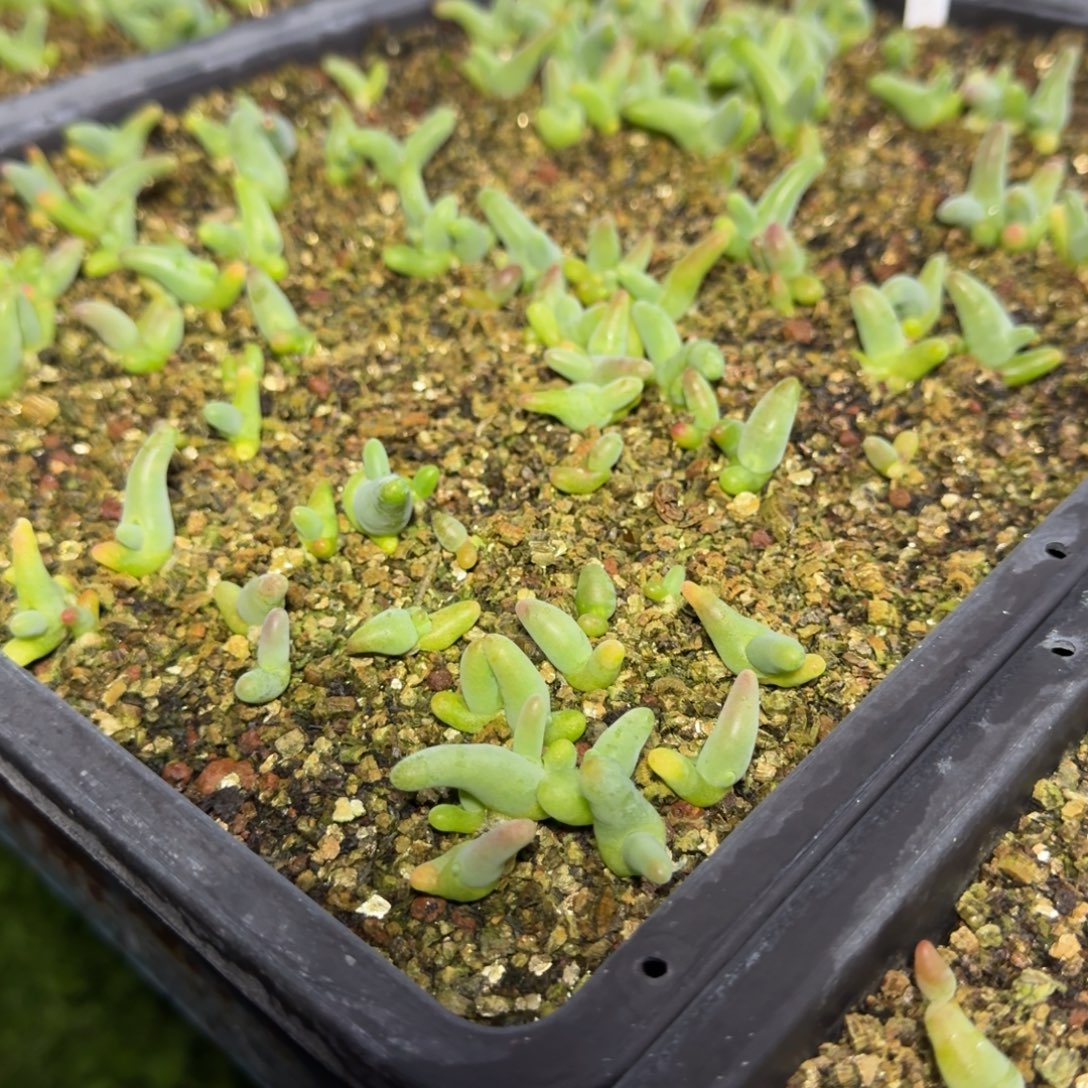 亲指肌量拍1棵多肉植物