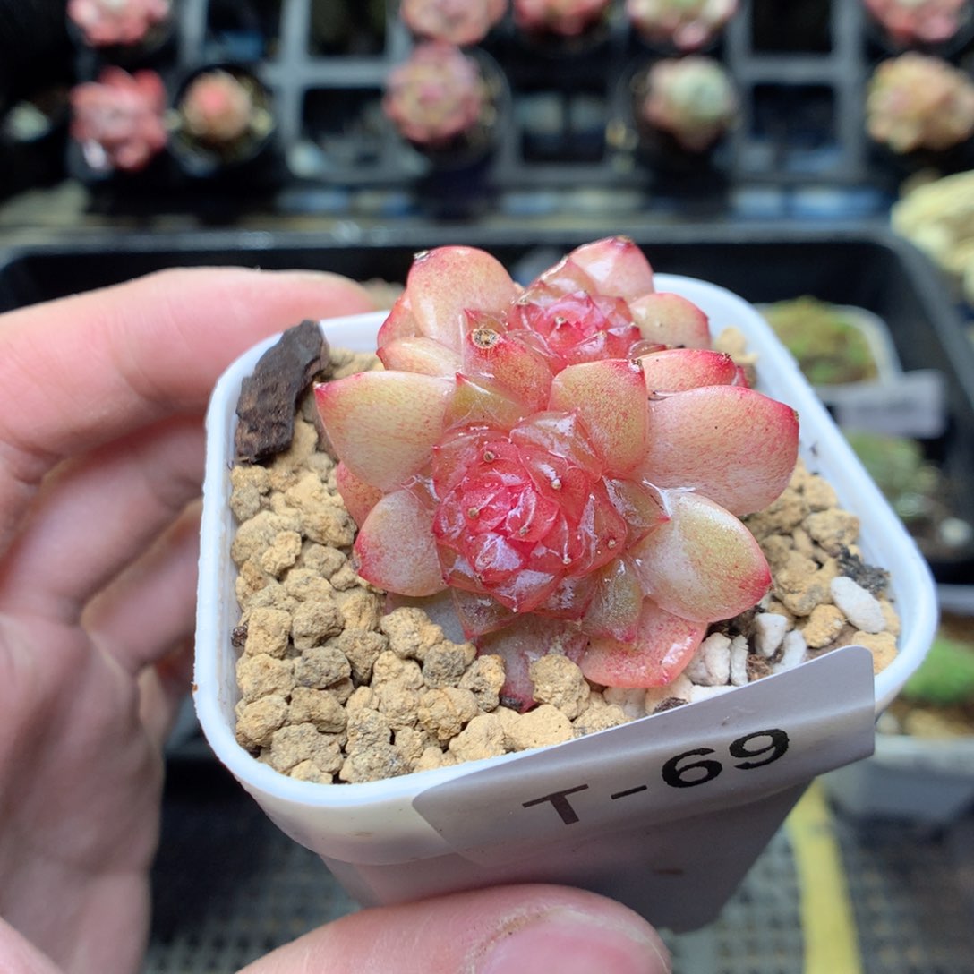 T69y y y y y y y y y