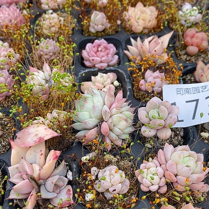 173 多肉植物盆栽花卉植物