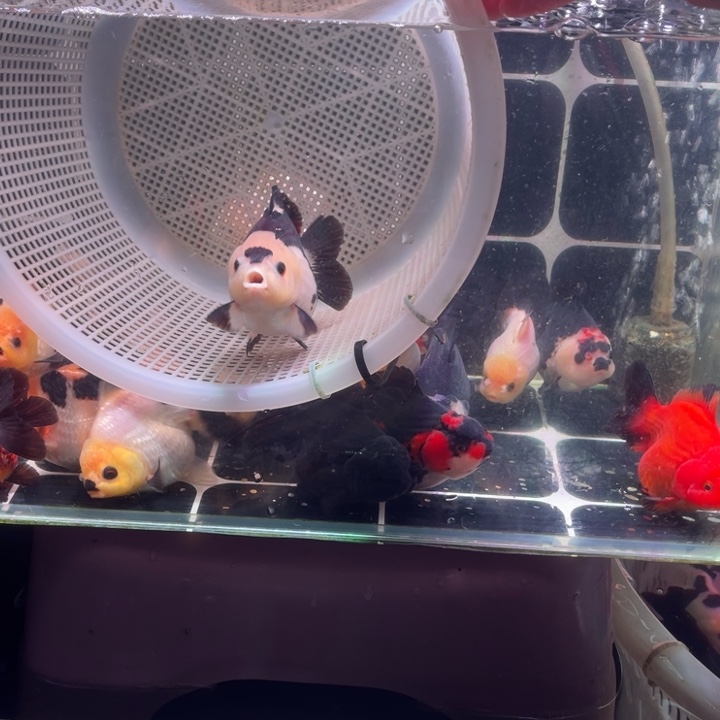 金鱼玛丽金鱼链接