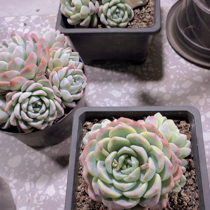 ?***糕冰玉群生多肉植物