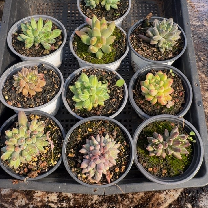 464多肉植物一物一拍