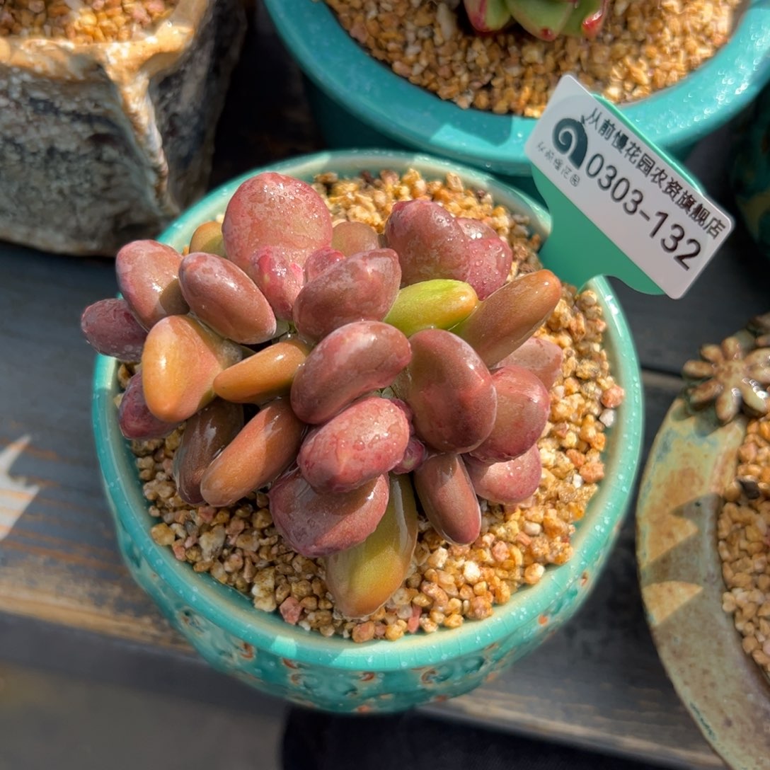 多肉一物一拍0303-132