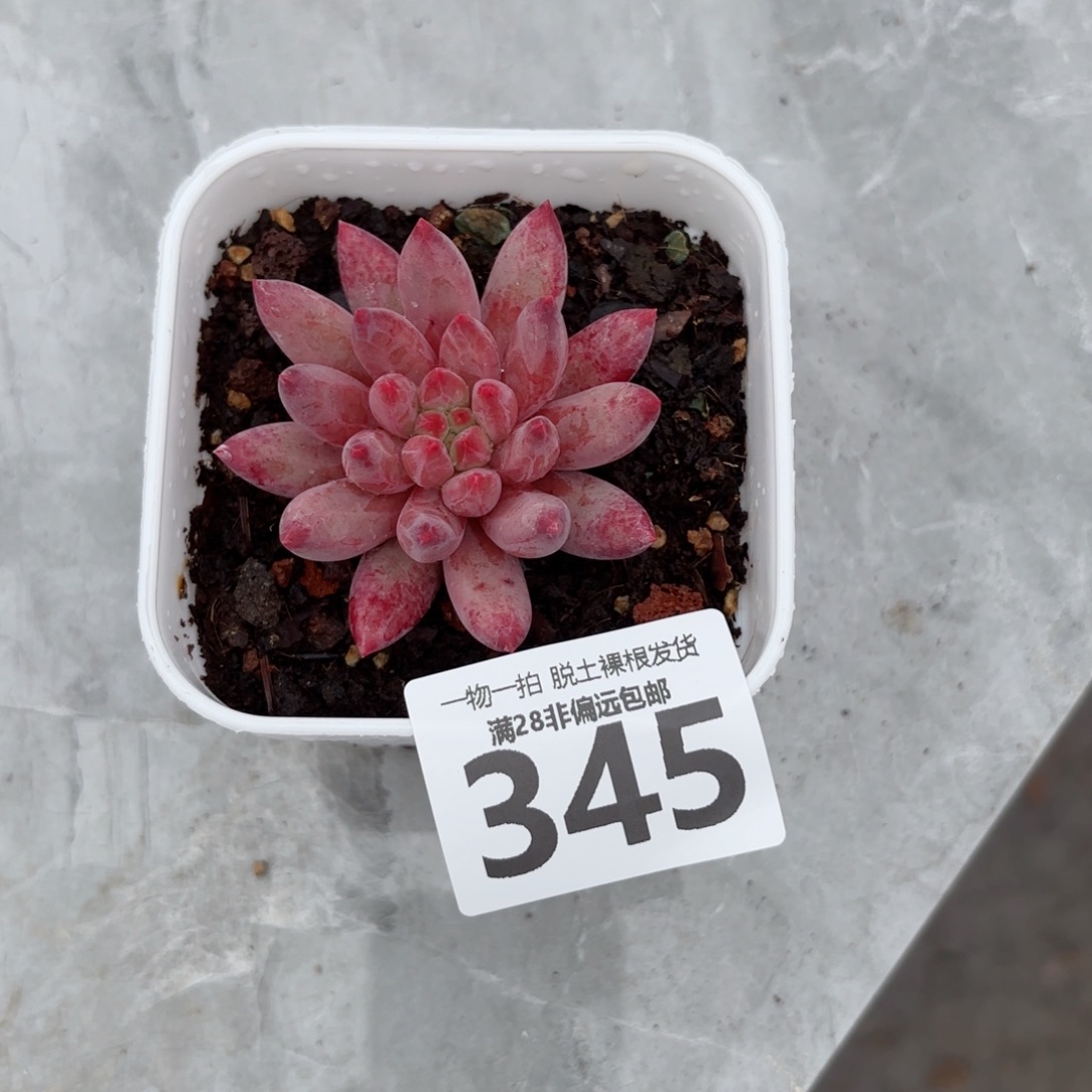 金鱼姬无盆土发货