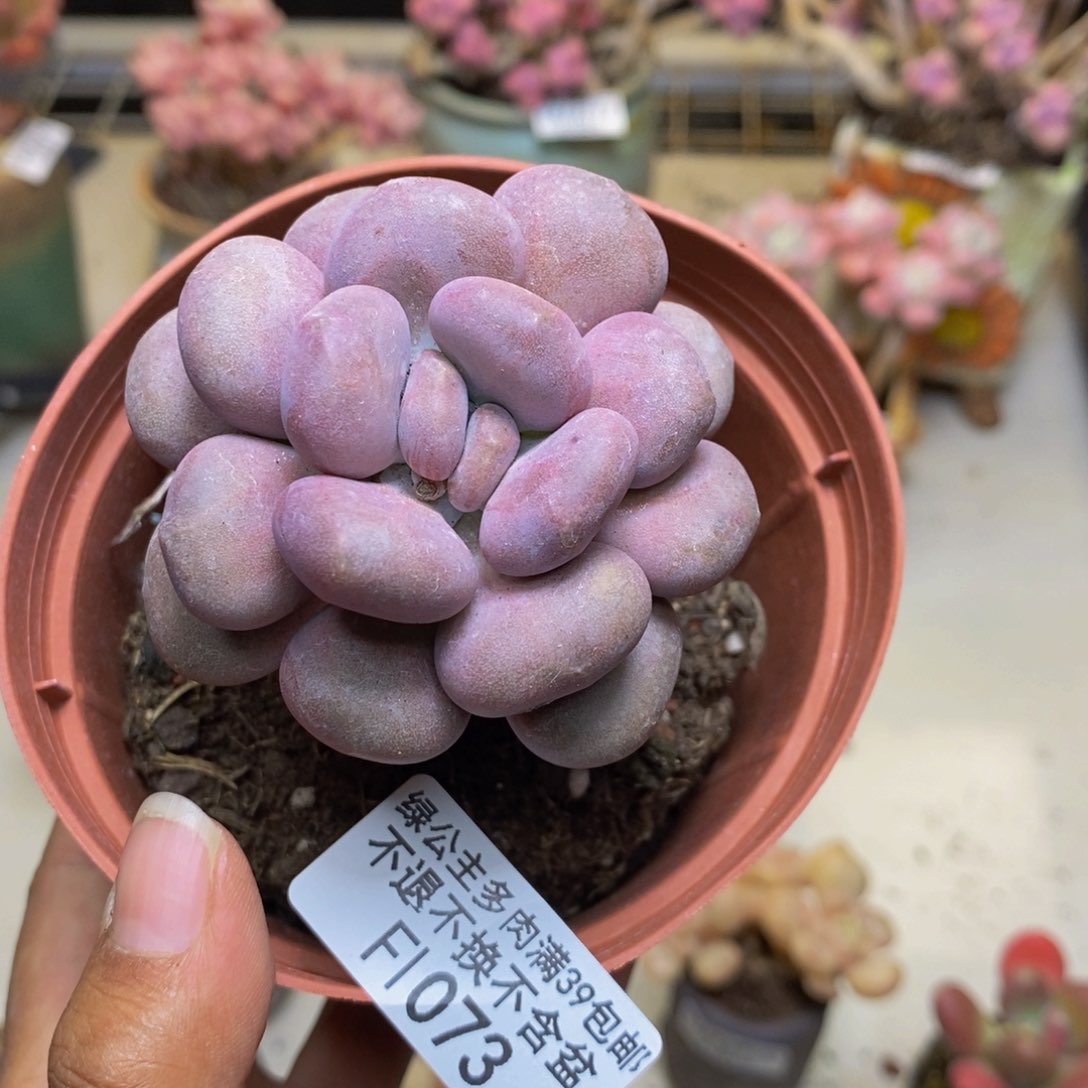 073月美人多肉5c m