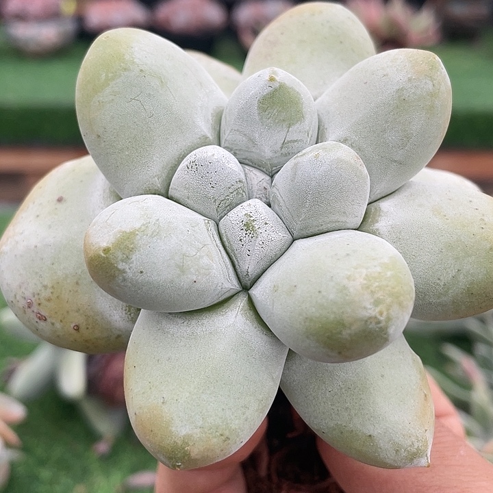 圆叶花朵拇指粗桩