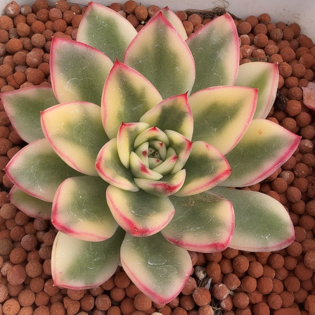 阿斯娜锦，多肉植物，