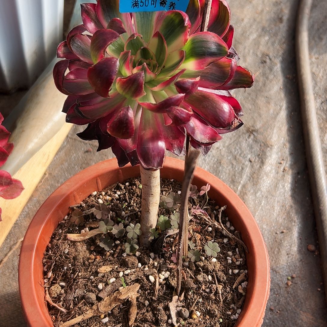 242烈焰、多肉植物