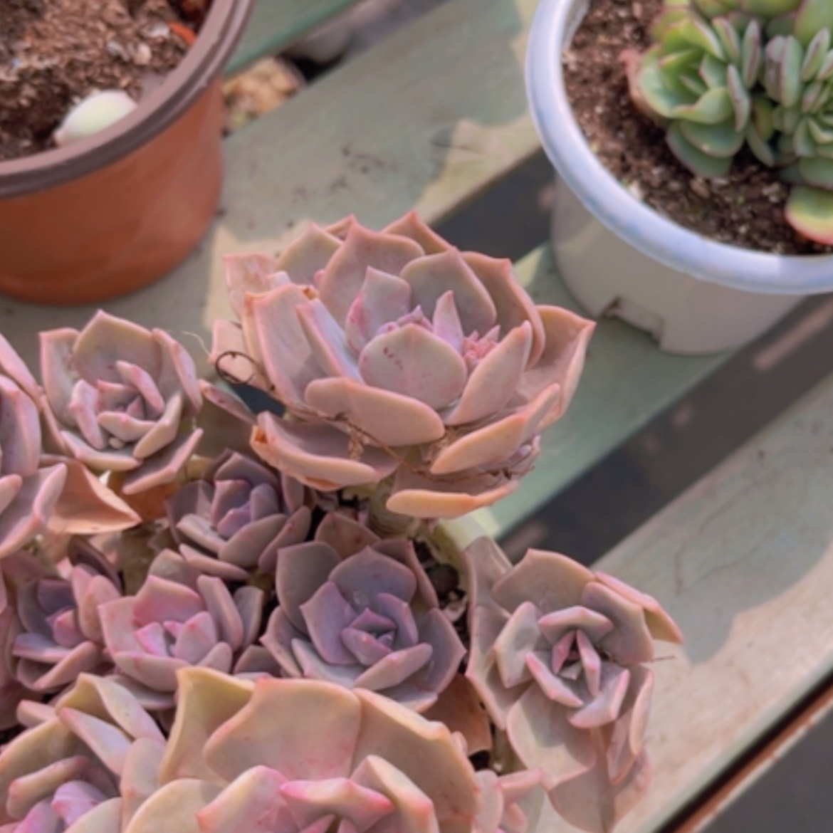 【闪购商品】彩虹糖石化1545