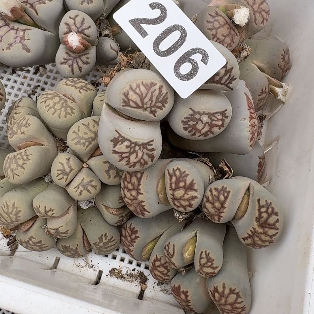 飞***天生石花一物一拍206