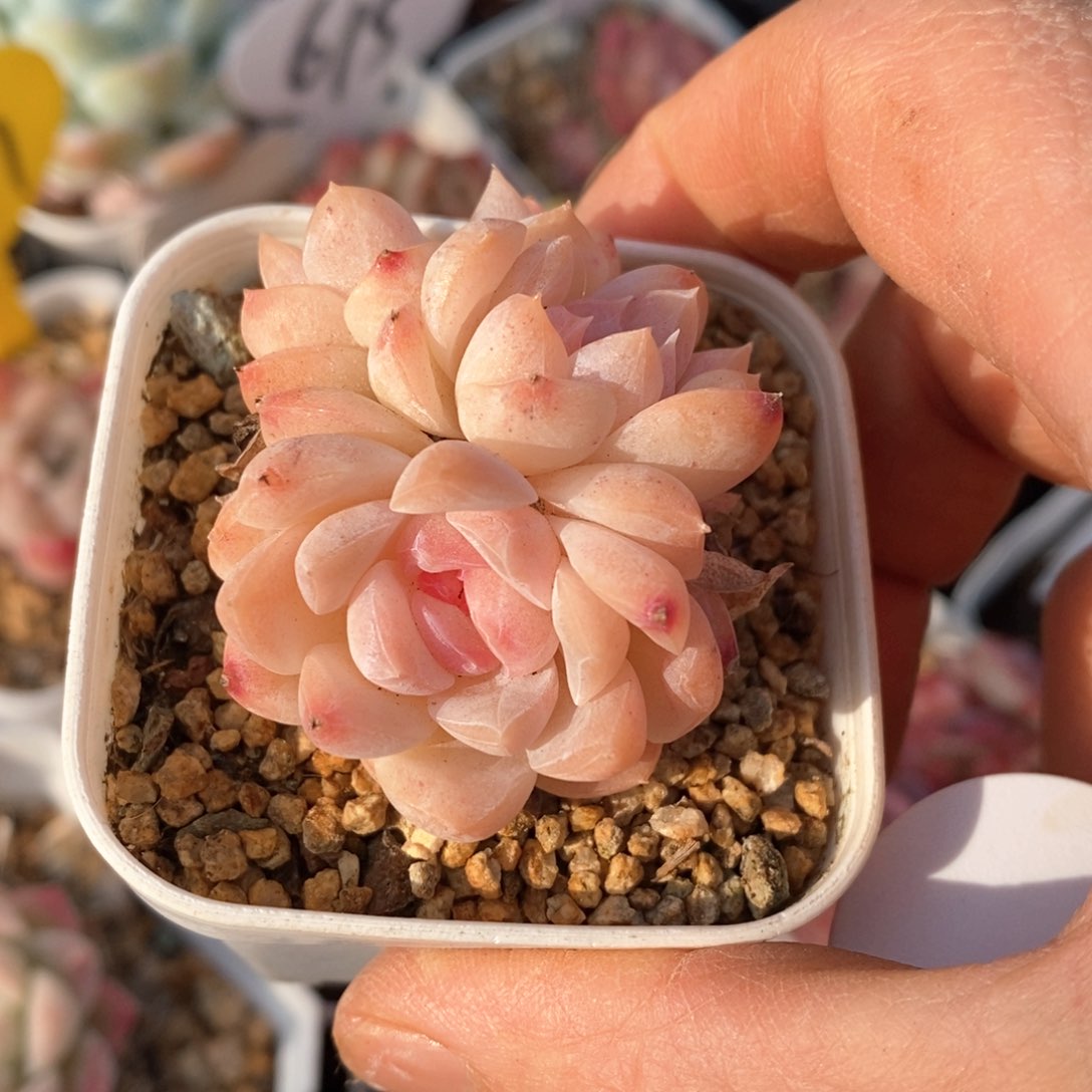 精品多肉一物柏不包整275