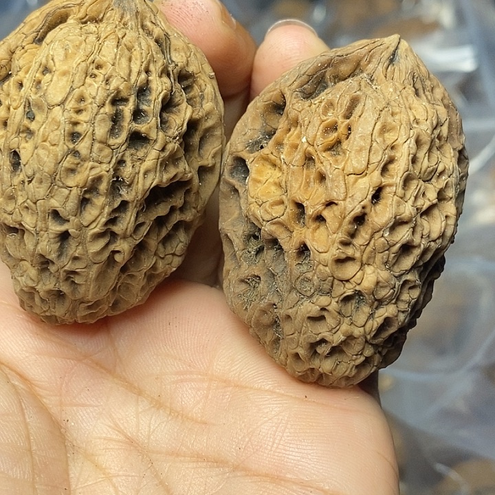 把件文玩核桃云南铁核桃102