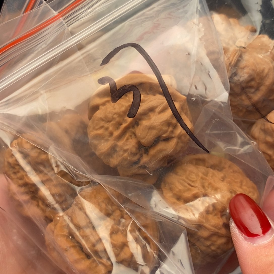 文玩核桃把件蛤码头37