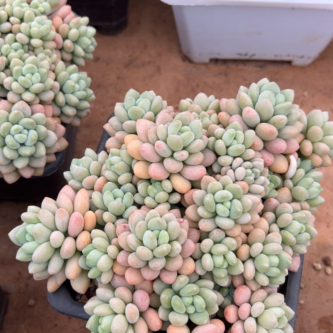 洛可可多肉植物好看