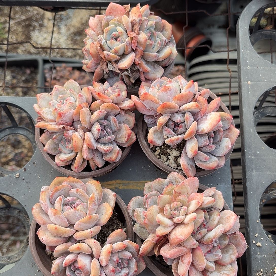 石榴籽星影群5颗 脱土发货