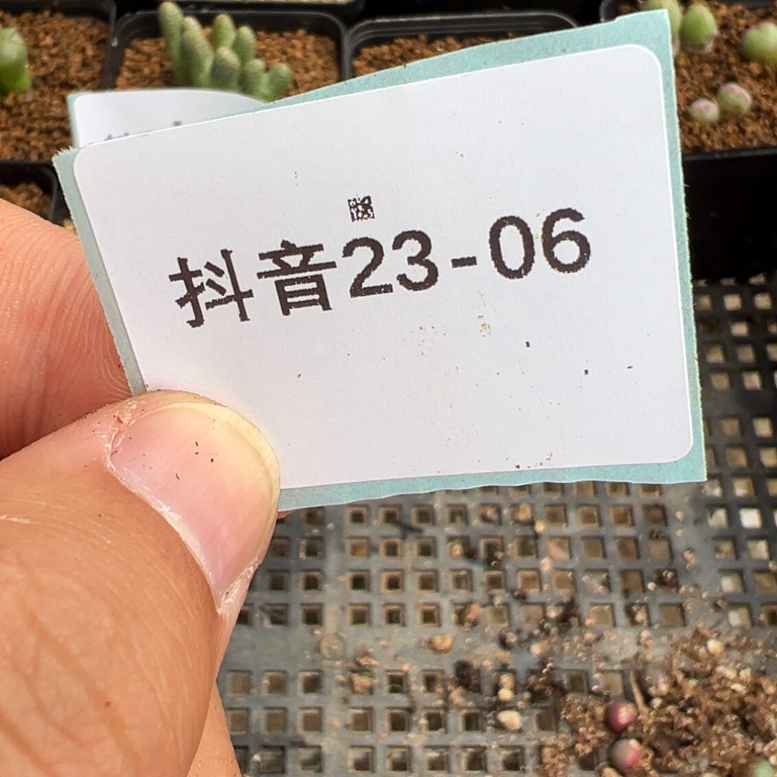 ?****?23-06红嘴多肉植物，