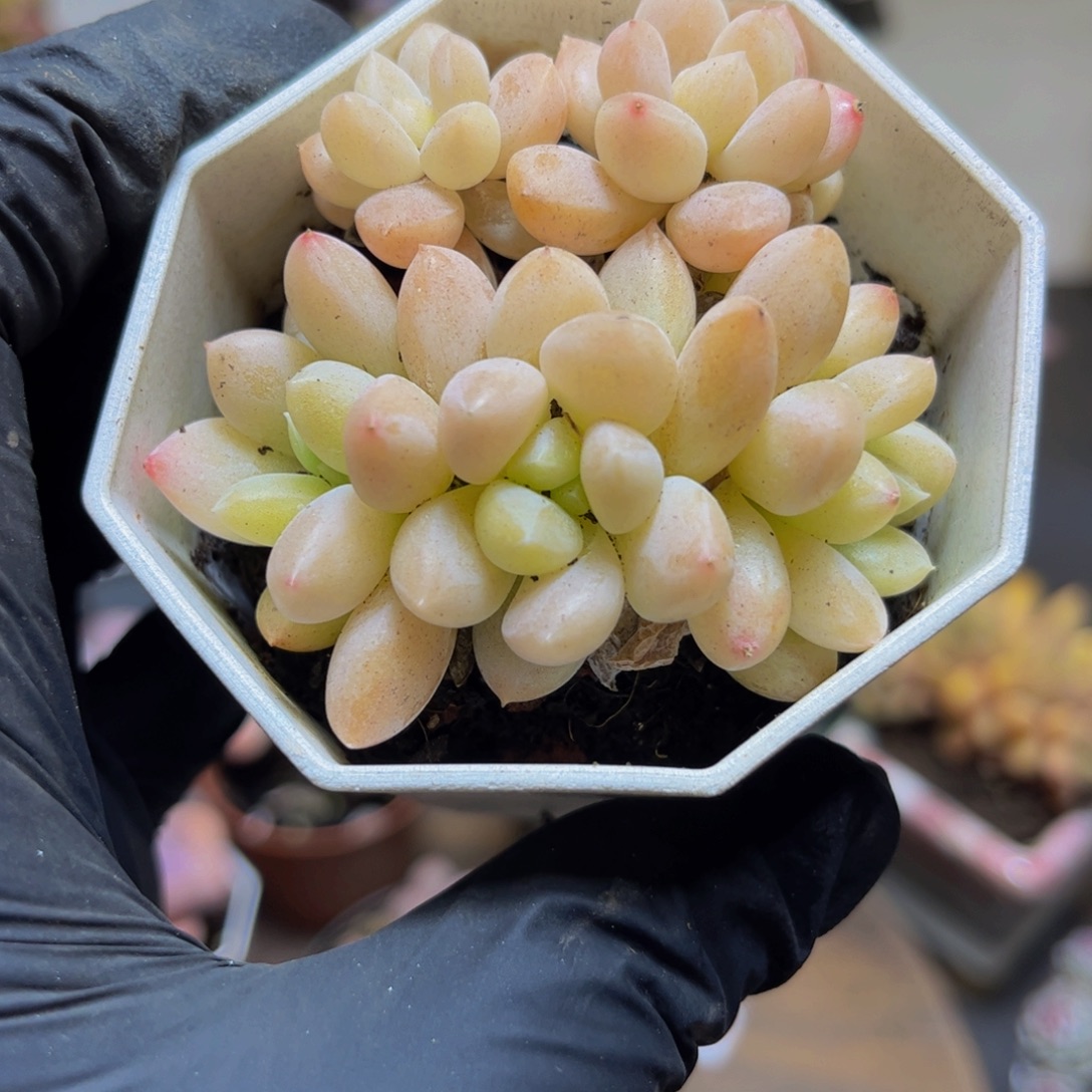 934-6厘米（孤品漏）