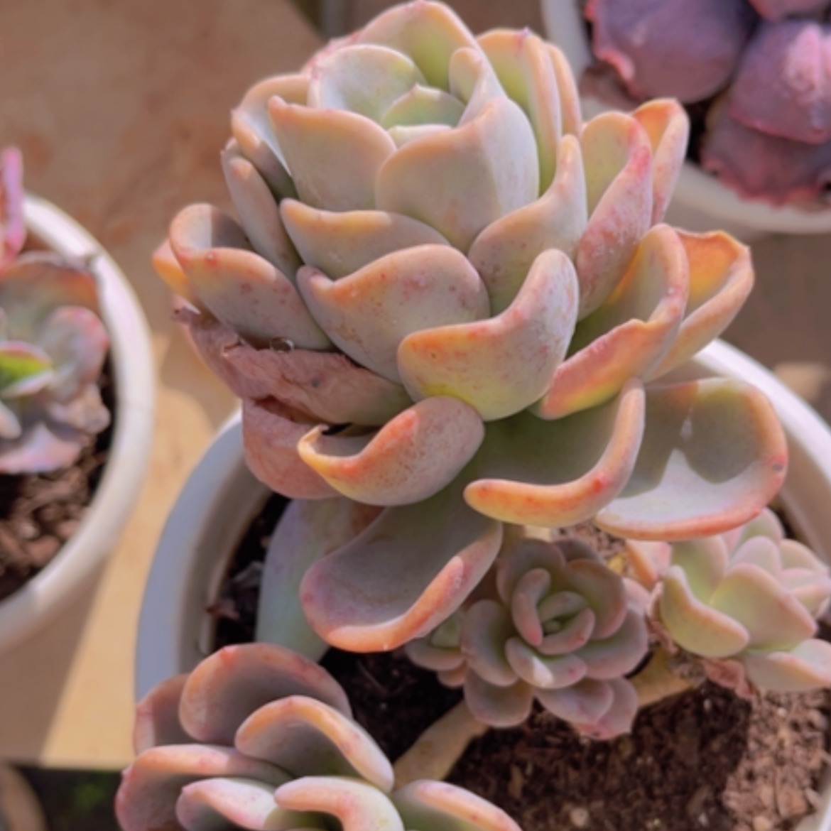 【闪购商品】美尻02235