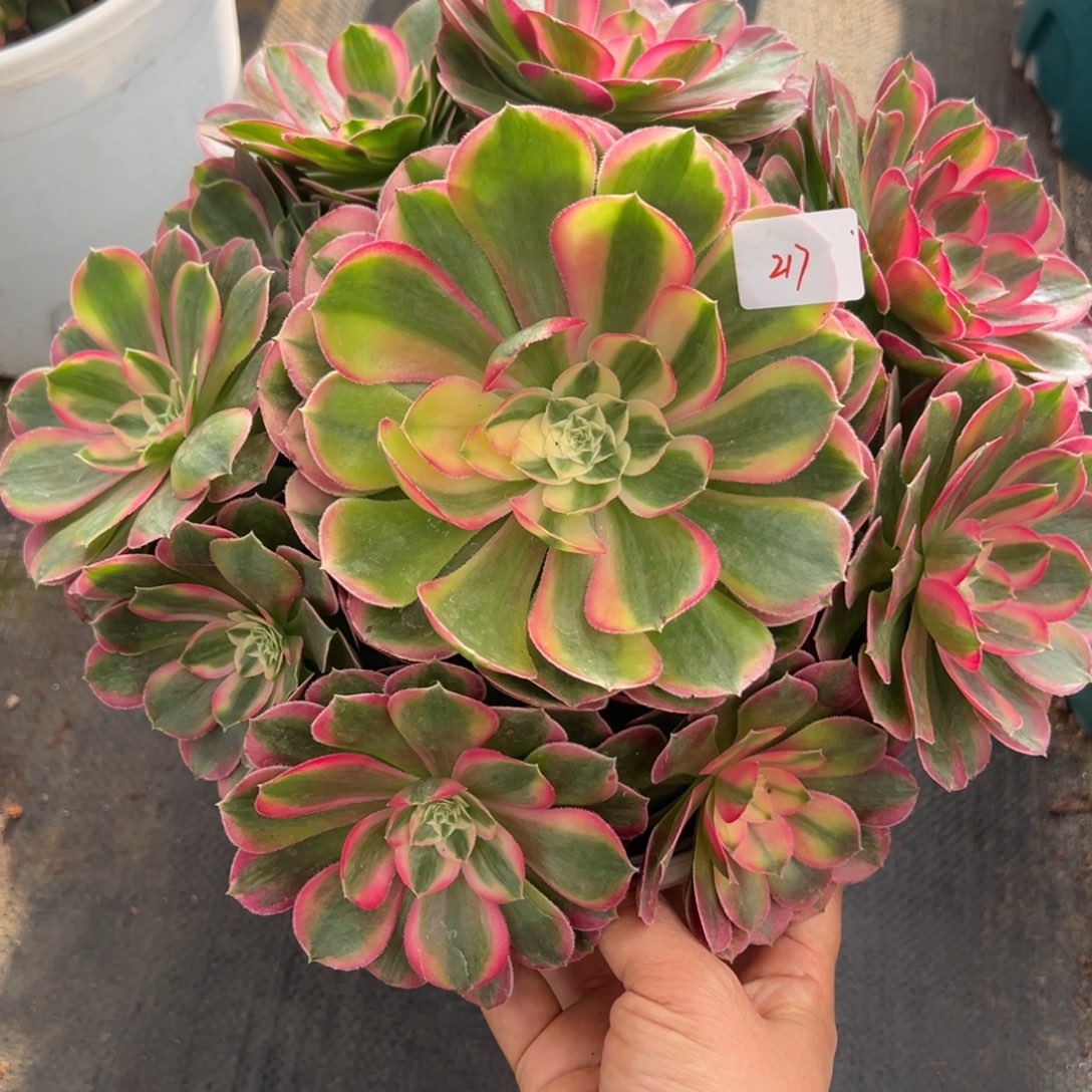 217荔枝捧花多肉嘻嘻嘻