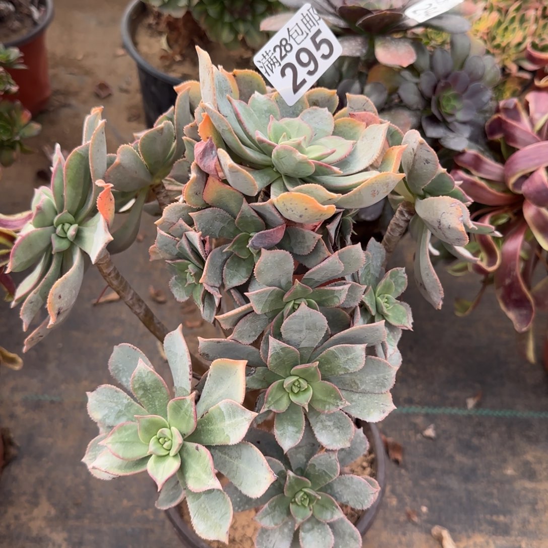 粉仙桃多肉295满28包邮断枝不包