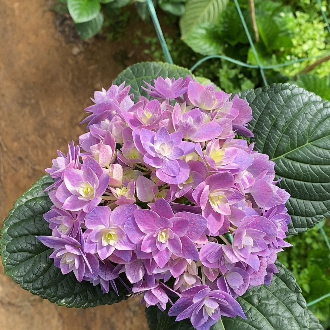 加购22号绣球/有色差介意勿拍/3单冷链包邮/偏远补运费发德邦