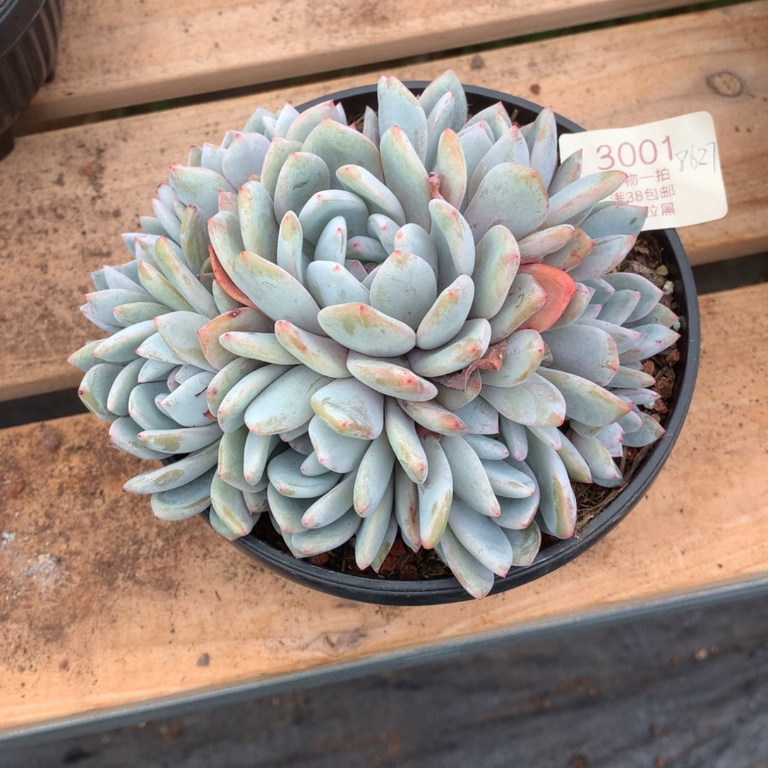 用****瑰14厘米石榴籽多肉3001