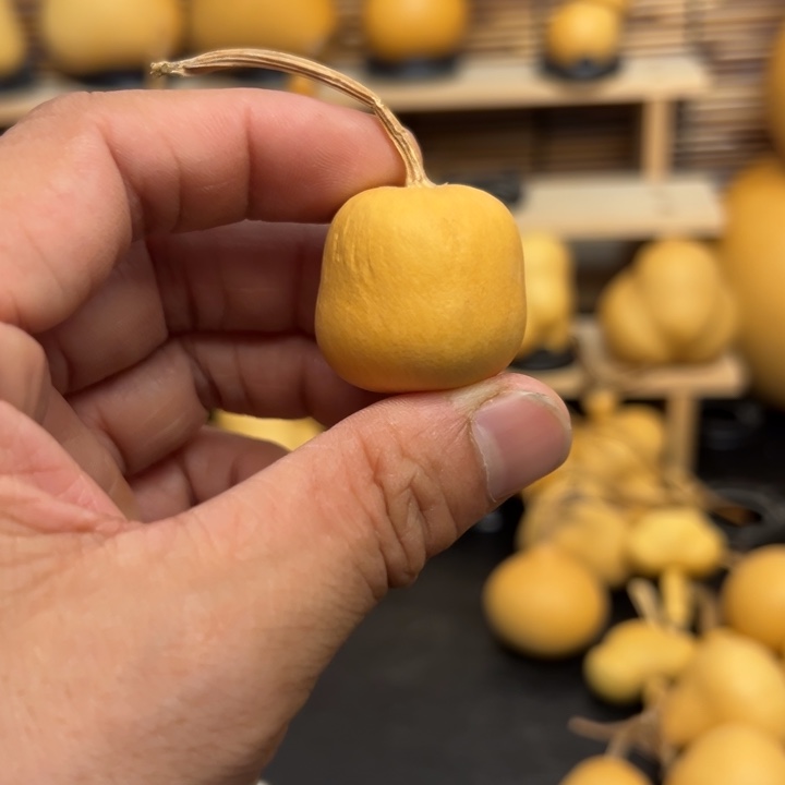 懒**?1255669999666666999