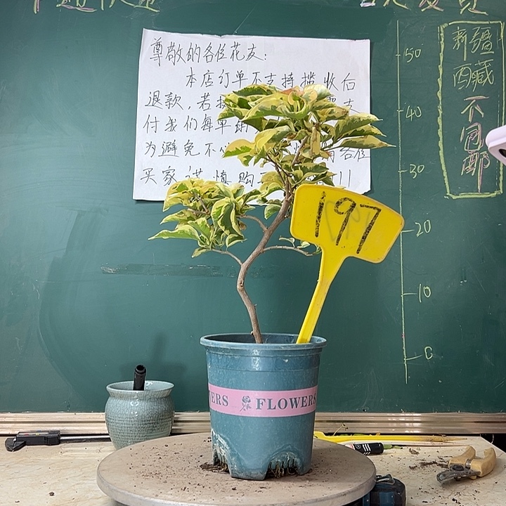 当前无花栽培后可以开花造型 金边黄197