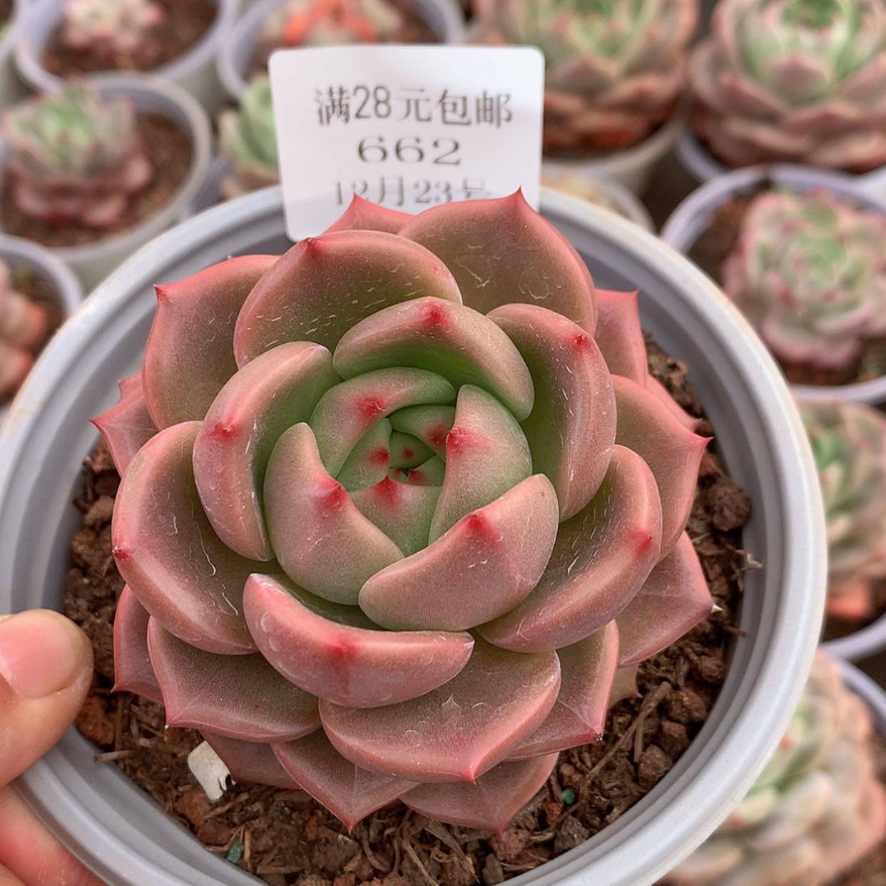 【闪购商品】云662号香槟玫瑰7厘米