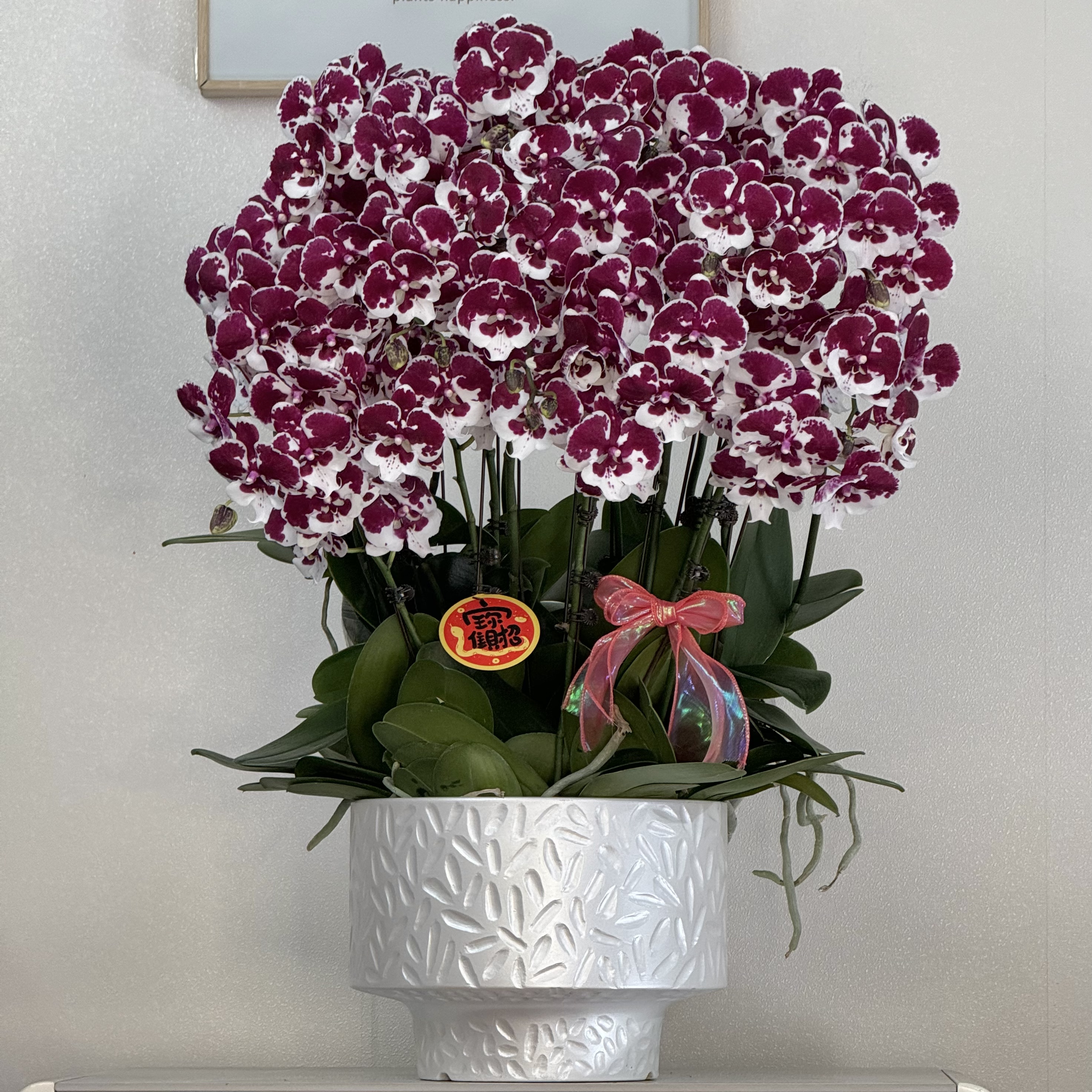 蝴蝶兰《一千零一夜》高端暗紫色进口蝴蝶兰 真花 室内花 基地直发