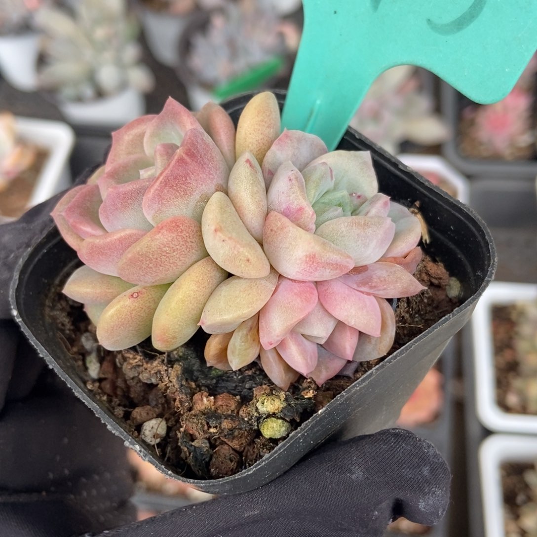 向*妹1873冰魄石化锦多肉