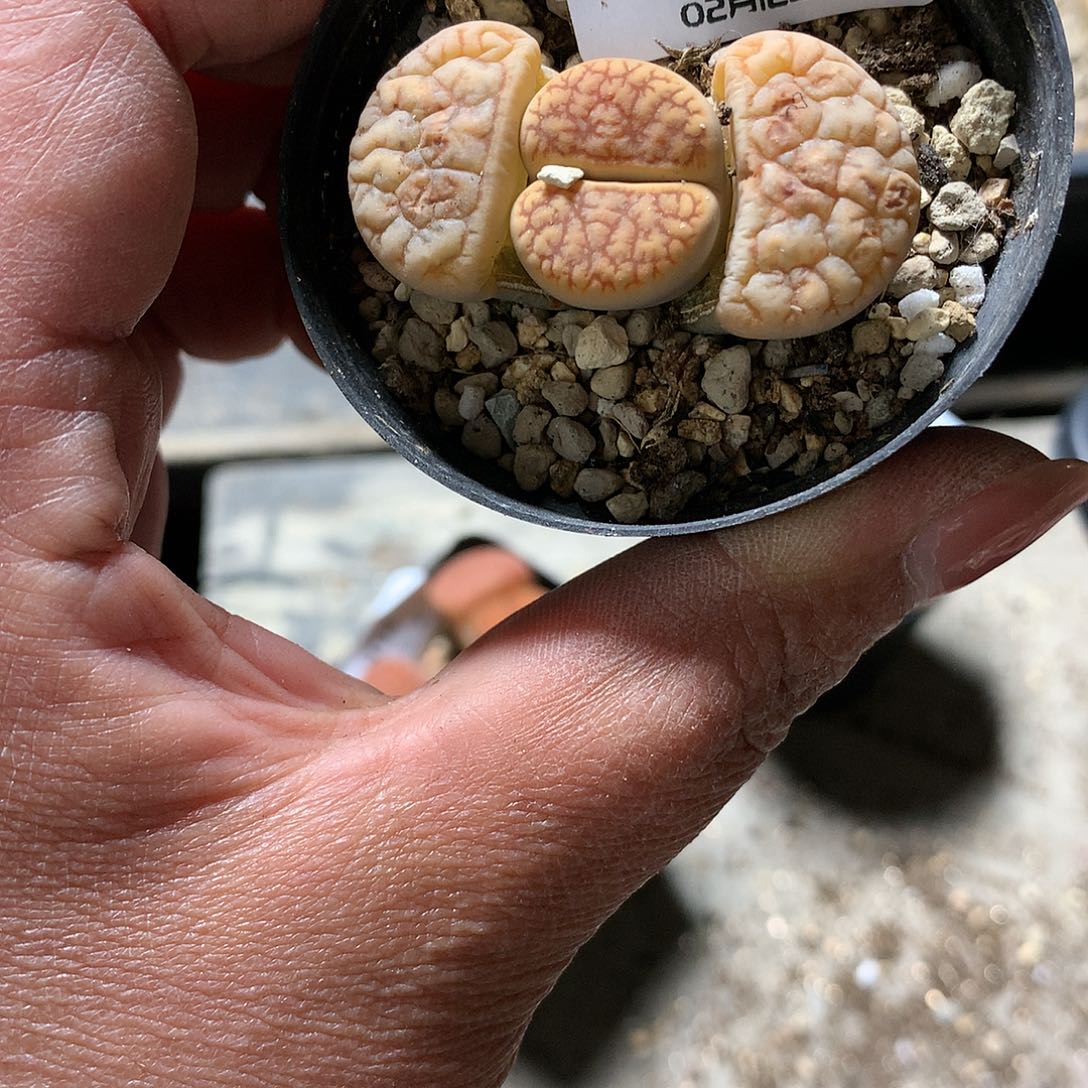 H13多肉植物保护研究所