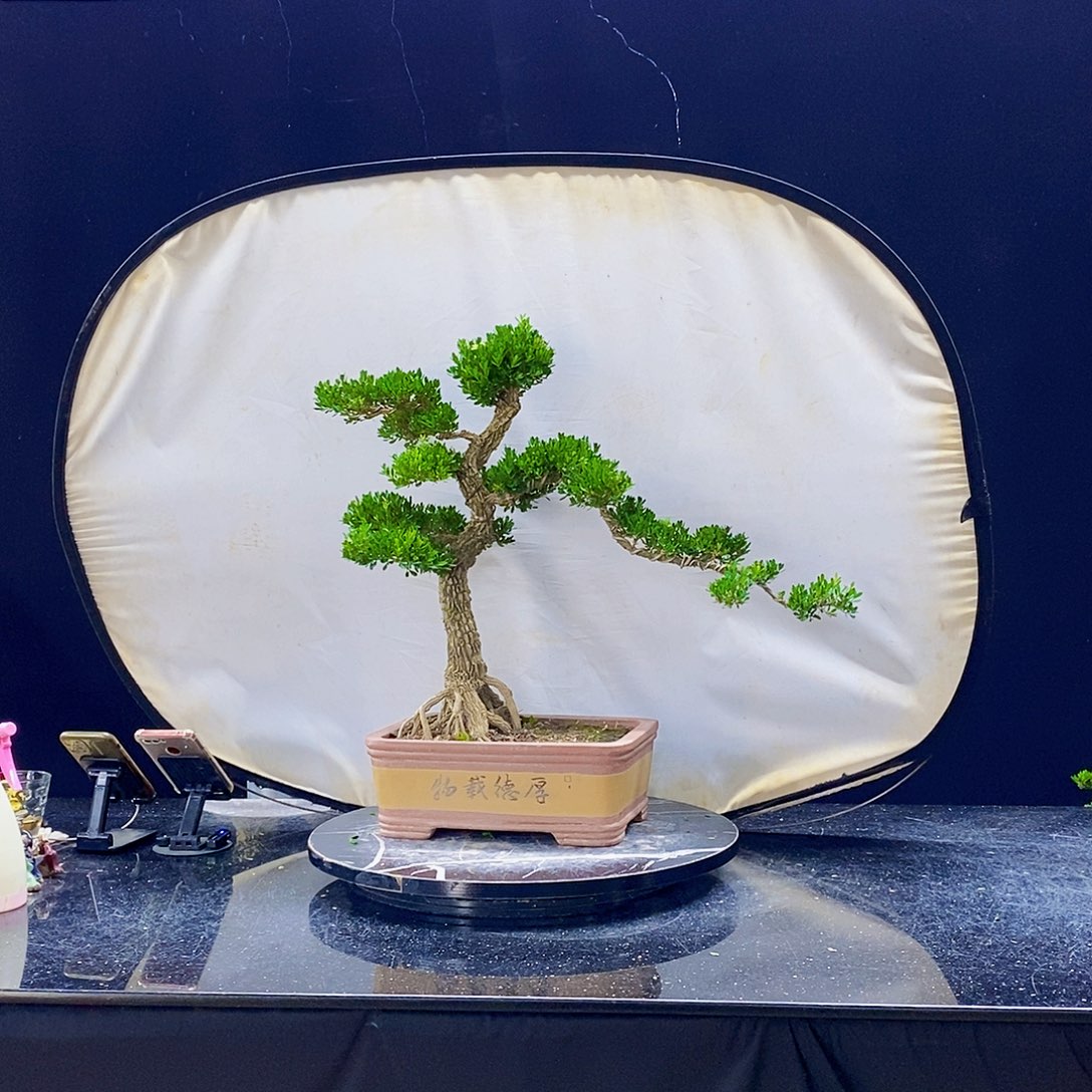 无花朵黄杨盆景造型