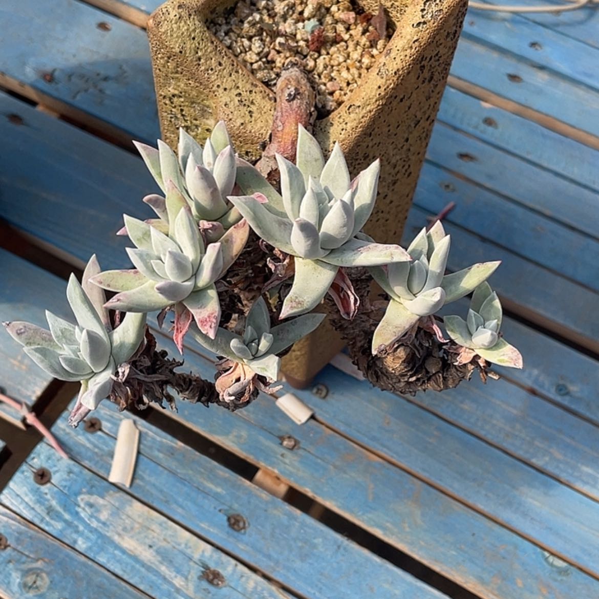 【闪购商品】刘丹老庄