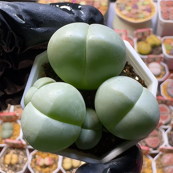 生石花11111111       82
