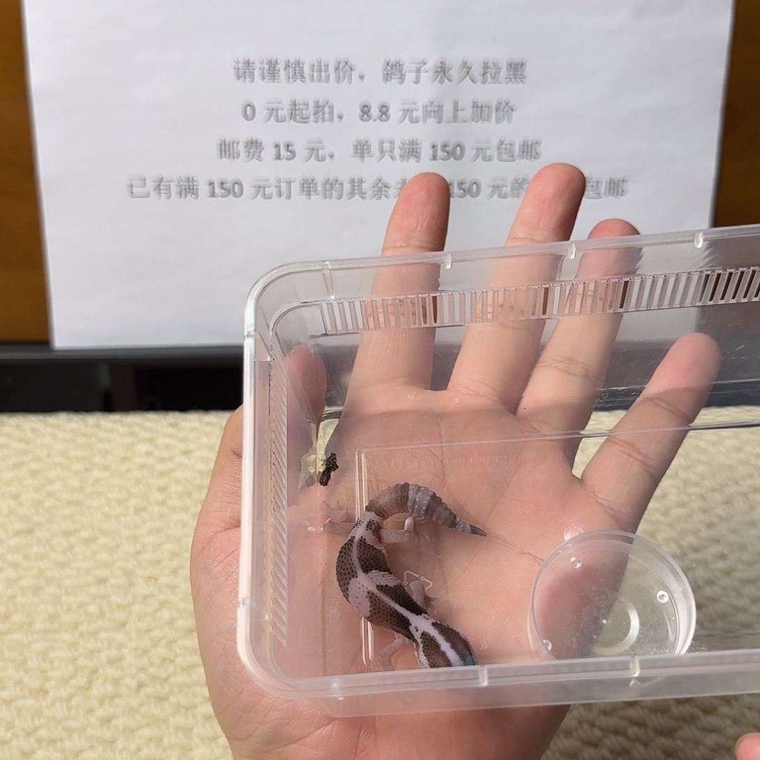 肥尾守宫直线奥利奥 妹妹