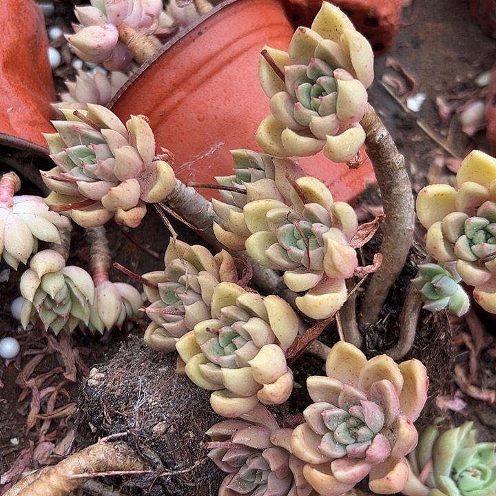 无花朵象牙璀璨。       