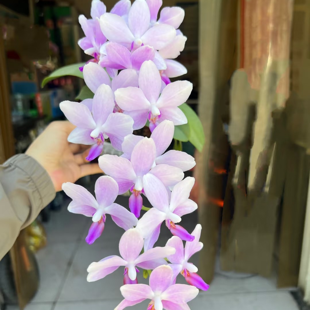 3.5寸杯不带花剑《紫水仙蓝宝石》蝴蝶兰花苗没有开花夏花续花型