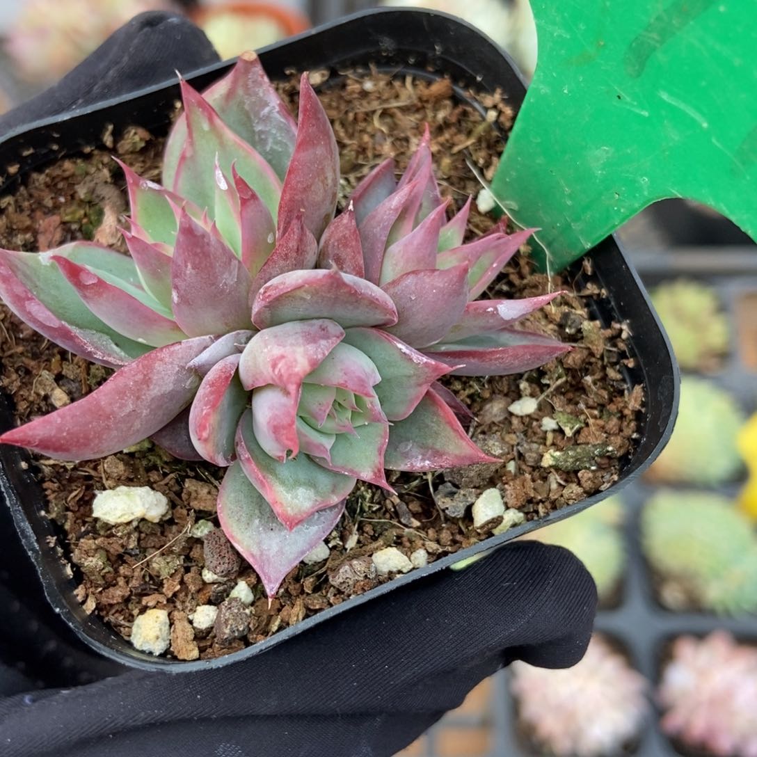 997惊鸿仙子多肉植物保护