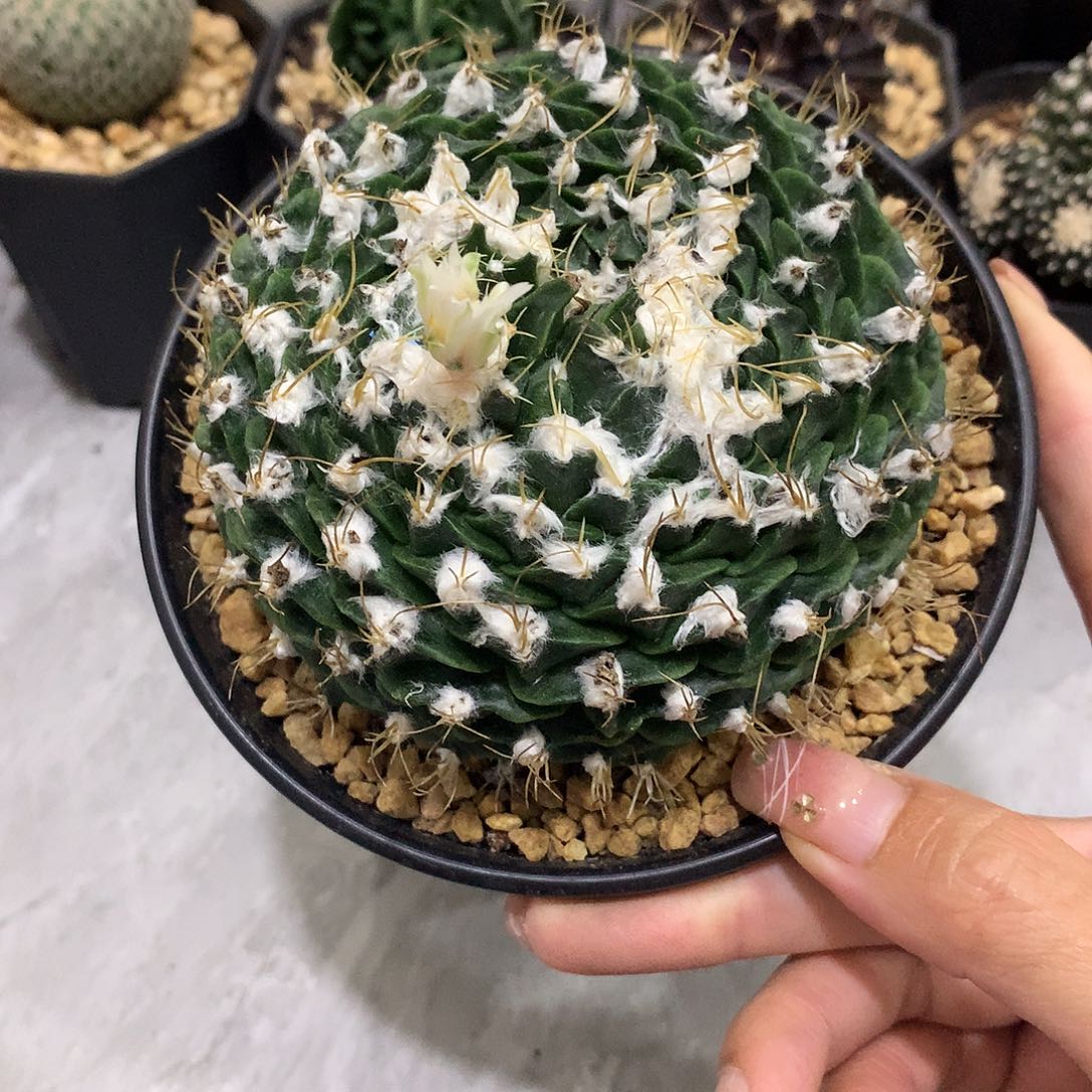 当前无花栽培后可以开花帝冠刺缀化9公分