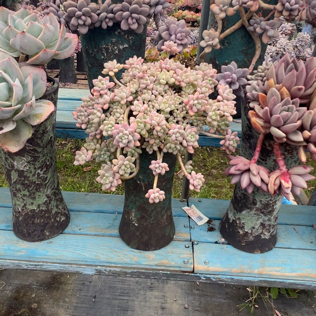 精品雪酪蛋糕妖桩 裸肉