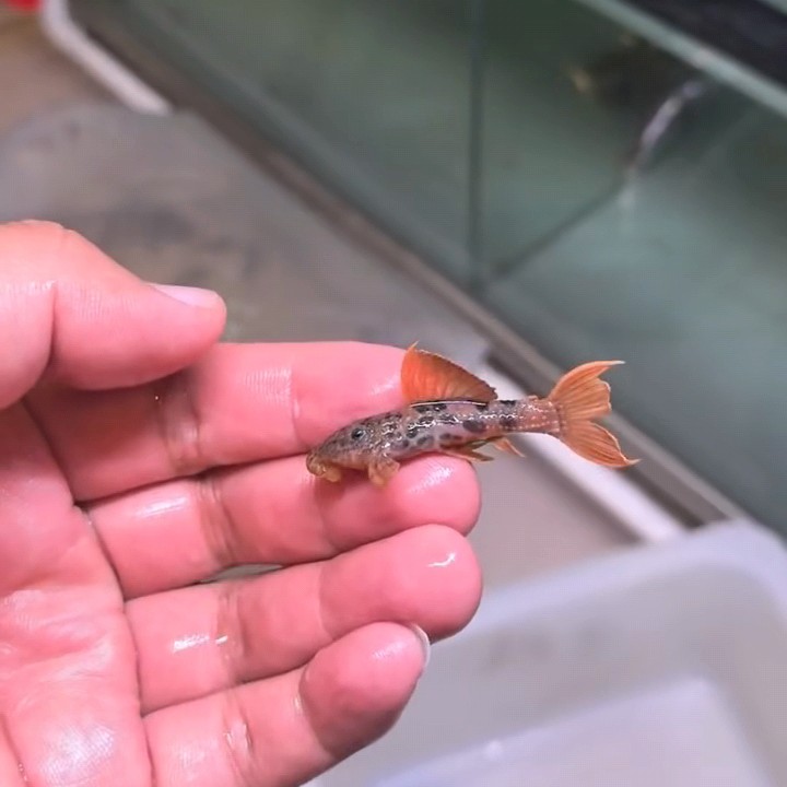 帝王血钻异形鱼f1坦克异型鱼，全红旗，跑车头，七鳍全红，5-7cm