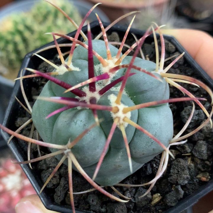 【闪购商品】仙人球仙人球仙人球仙人球