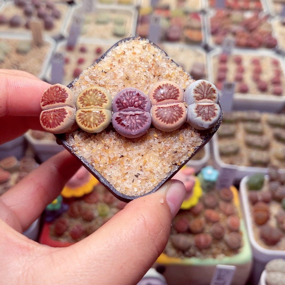 98号带盆包邮发货生石花