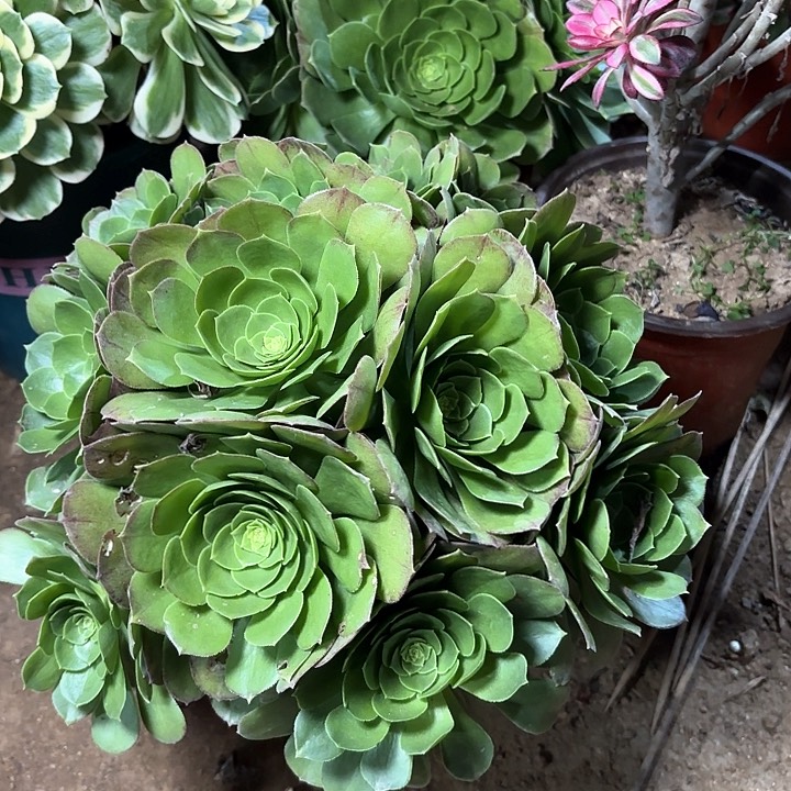 多肉植物万圣节51