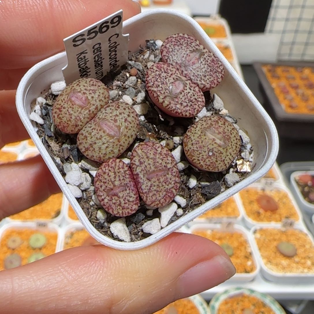 肉锥多肉植物百科-密纹1431