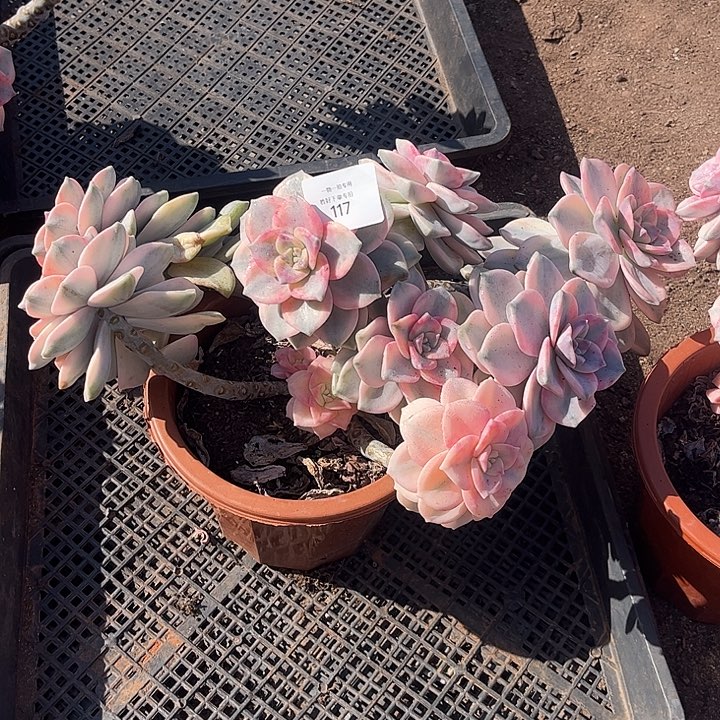 为***〆紫乐锦白皮复伦锦粉锦，一物一拍